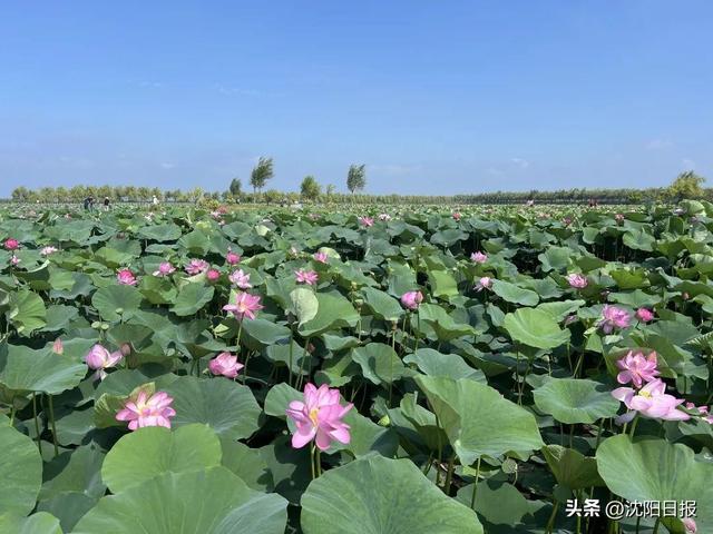 避暑宝藏地 沈阳欢迎您！沈阳市气象部门向全国各地朋友发出夏日避暑邀请函