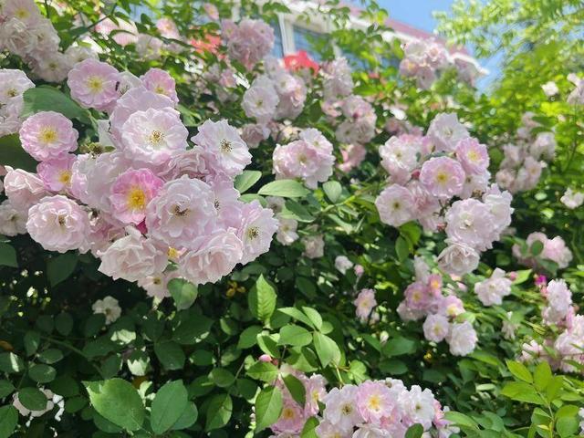 合肥4月花讯请查收！快进来交换春天→