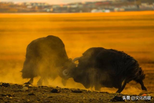 疯狂心动！哲古草原秋日限定景观，藏着西藏最野的浪漫！