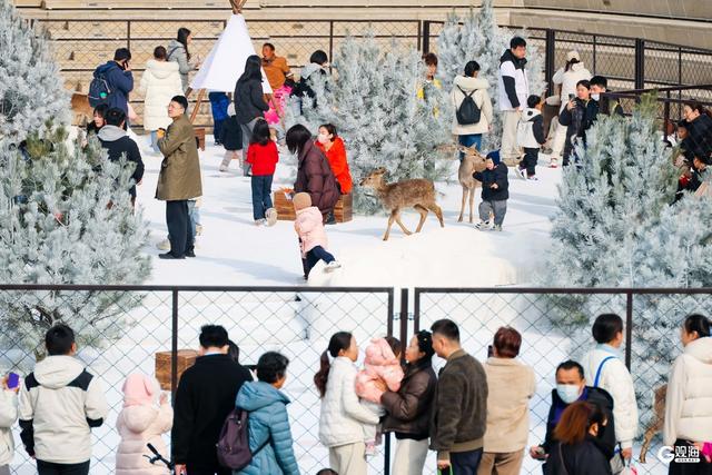 撸鹿遛娃 青岛人把购物中心玩成了自然乐园