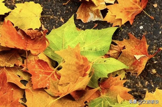 Citywalk街拍点+1！解锁泰安过冬究极浪漫，这条路也许离你不远~