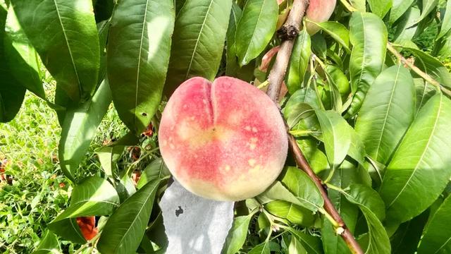 国庆哪里耍？太乙镇200亩桃园带娃、采摘、美食一站式搞定