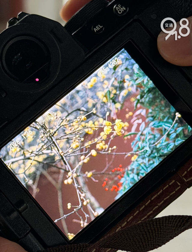 杭州冬日限定“顶流”蜡梅正盛！网友：香气隔着屏幕溢出来了