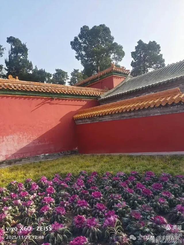 北京景山公园羽衣，冬园锦色｜申艳娟