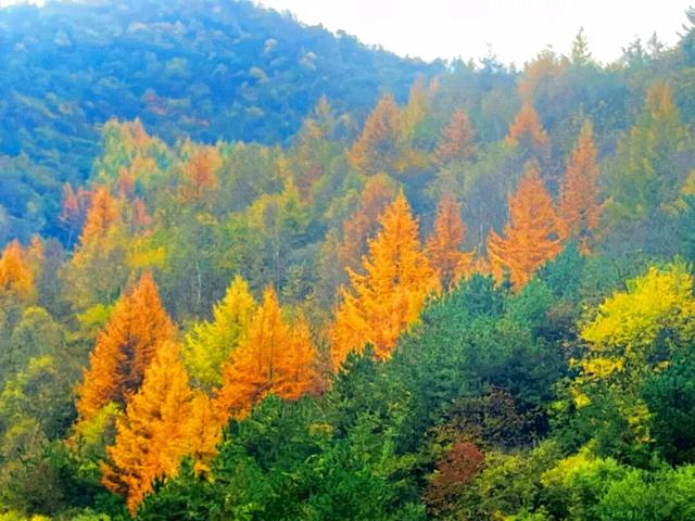 兰仓秋，染山河。