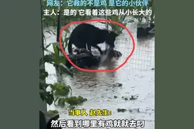河南周口暴雨淹没养殖场，一小狗多次下水救鸡，视频流出 评论暖心图片