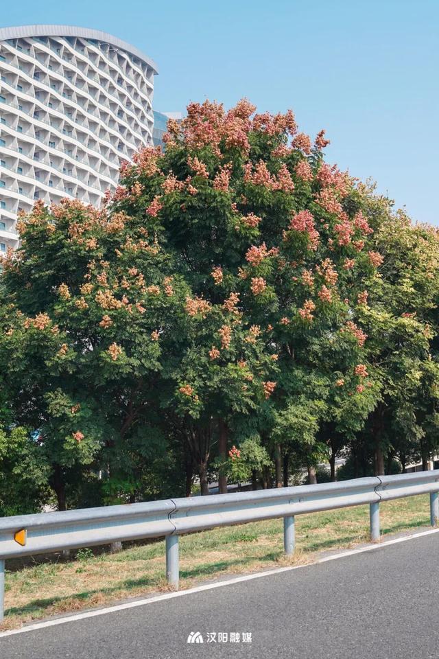 汉阳，变色……了