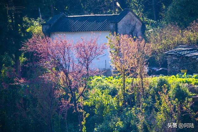 大理的樱花之美一如杭州的桂花之香,满城皆是,随处可闻