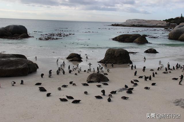 南部非洲：南非开普敦企鹅岛
