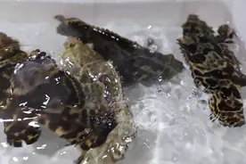 你敢信？武汉在淡水养出“石斑鱼”图片