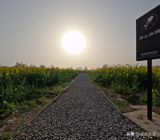 西安西北郊油菜花海美爆了，地方大花多，搭帐篷户外游玩好去处