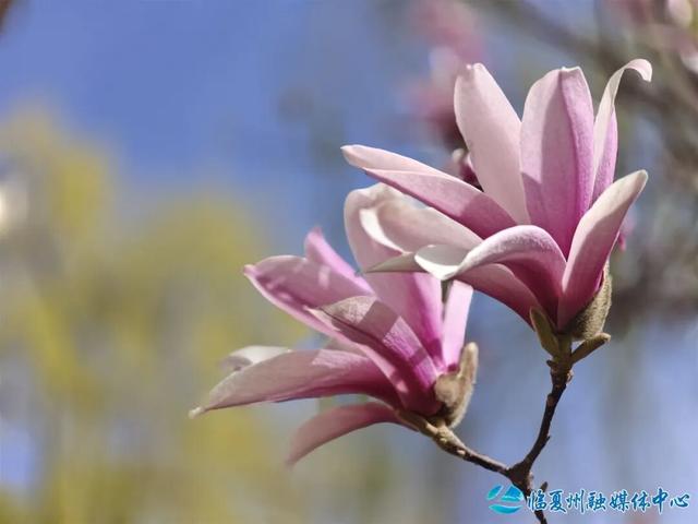 玉兰开时，赴一场春日之约