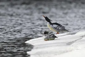 “鸟中大熊猫” 北归长白山图片