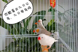 孩子想养鸟？#宝妈# 用实际经验告诉你，赶快点击收藏吧图片