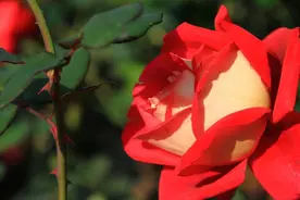 男人跟你断联很久后，再次联系你，原因只有一个图片