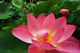 历经千年的种子能发芽开花结实吗——史海钩沉胜过空谈诡辩图片