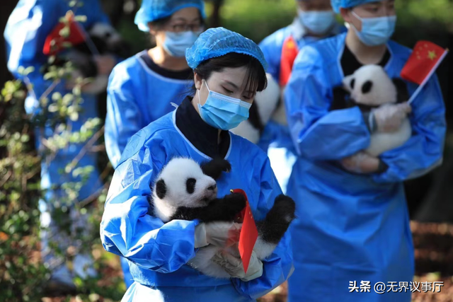 熊猫 “口粮” 告急！逐笋而居到震后修复，中国熊猫科研人员上大分
