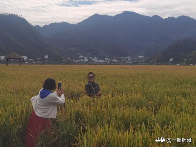 千年古麇，菊香五峰！十堰市郧阳区东峰村万亩菊花震撼盛开太美了