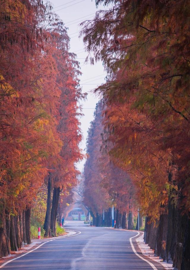 图集|三水乐平落羽杉美如画，邀您赴冬日浪漫之约