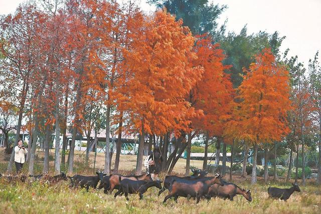 在泉州焦糖森林邂逅冬日梦幻