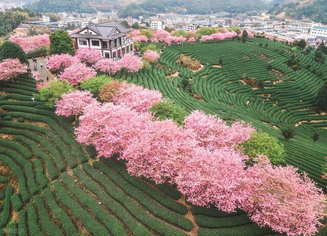 春季8个顶级赏樱地，3月盛花期，快去解锁春日花海