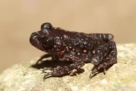 重庆探险营的队员在洞穴内的地下河中意外发现了神秘的巨型蝌蚪。图片