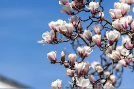 白玉兰“上海味道”揭晓！看“市花”如何实力圈粉，香飘四季图片