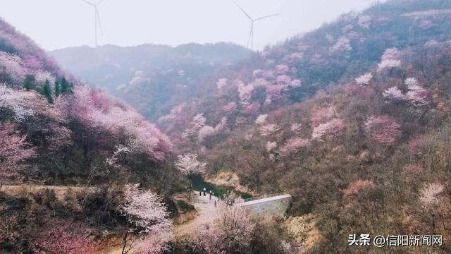 打卡去！信阳这里的樱花开了......