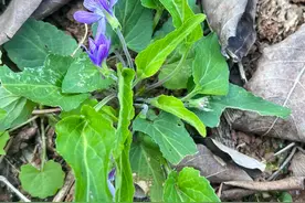 紫花地丁：美丽的传说与药用价值，春日里的一抹紫色浪漫图片
