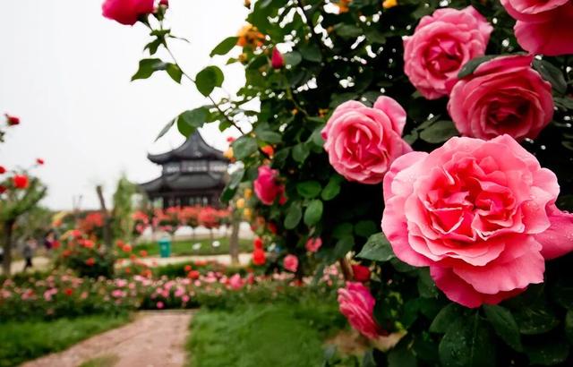 一园月季韵，满城春日情｜中国月季园月季文化系列活动重磅登场
