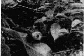 中越战争75 老山“第一杀手”向小平，用31发子弹击毙30人重伤1人图片