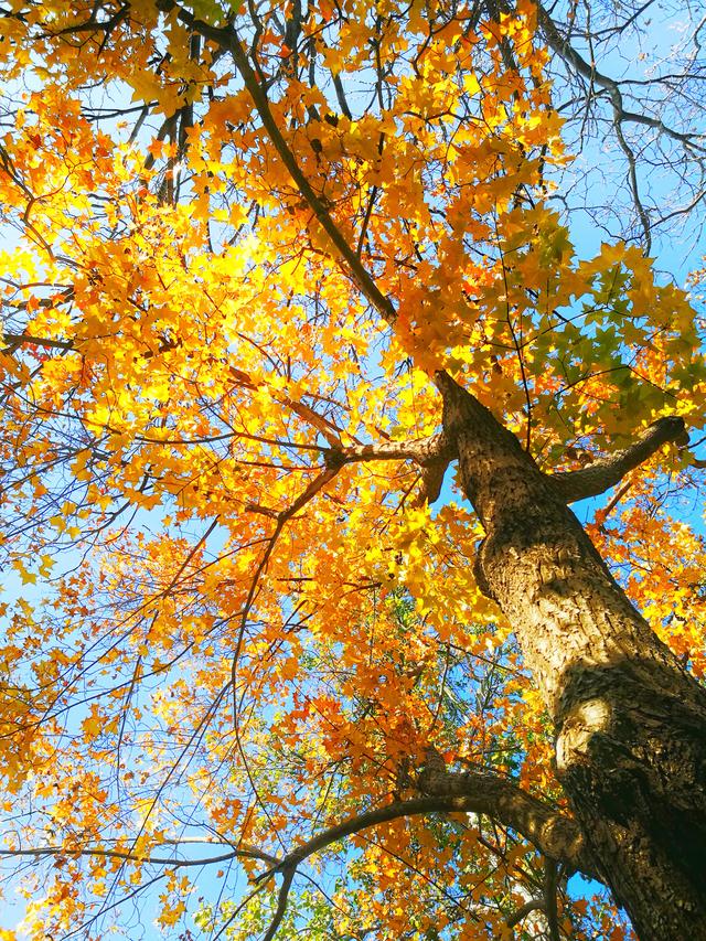 狂风散尽现碧空 北京市民陶然亭公园共赴“大风蓝”之约