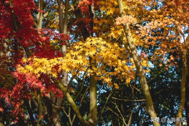 温度要降，颜值要升！古华园的秋色进入“高光时刻”，速看→