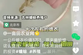 炸裂！一公斤蟾衣卖3.3万，一只蟾蜍一年产750克，获得收益2.5万图片