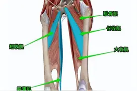 大腿内侧、腹股沟区疼痛，可考虑髋内收肌损伤图片