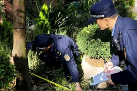 有树木被擅自砍伐？TA们加强辖区树木保护图片