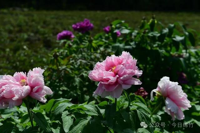 美得逆天！绵竹这里400亩牡丹已成花海，免费......