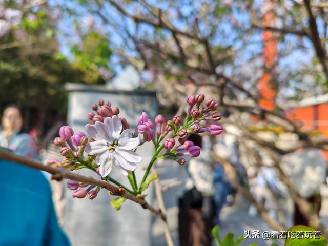 北京公园赏花记