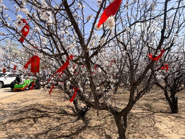 榆阳古塔：万亩杏花迎客来 农旅融合促振兴