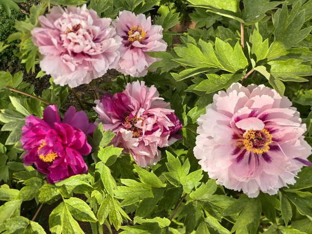 一路繁花向洛阳——游客赏花吟诵牡丹更浪漫