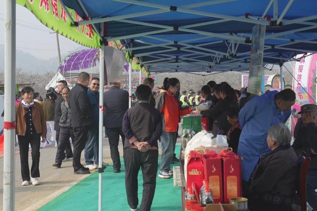 别找了 春天最美的花海就在肥城市安驾庄