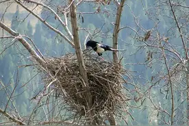 鸟类建筑大师：偷1500根防鸟刺建巢，钢结构的巢能砸烂轿车玻璃图片