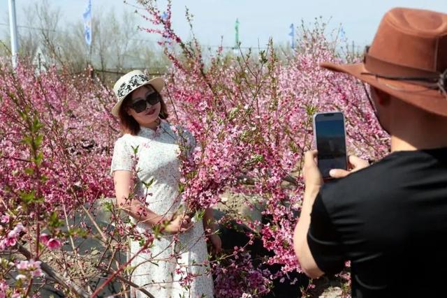 4月25日！一〇四团“大话西游万亩桃园”赏花季浪漫启幕！