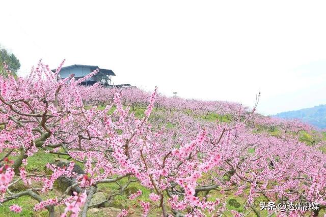 周末去哪儿？来开江这里的300余亩桃花海→