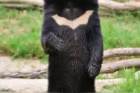 中医说熊胆能治病救人，但非得“杀熊取胆”吗？图片