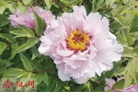 特早花牡丹“三月兰”图片