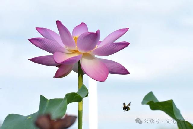 “荷”你说一声,可以换新壁纸啦!