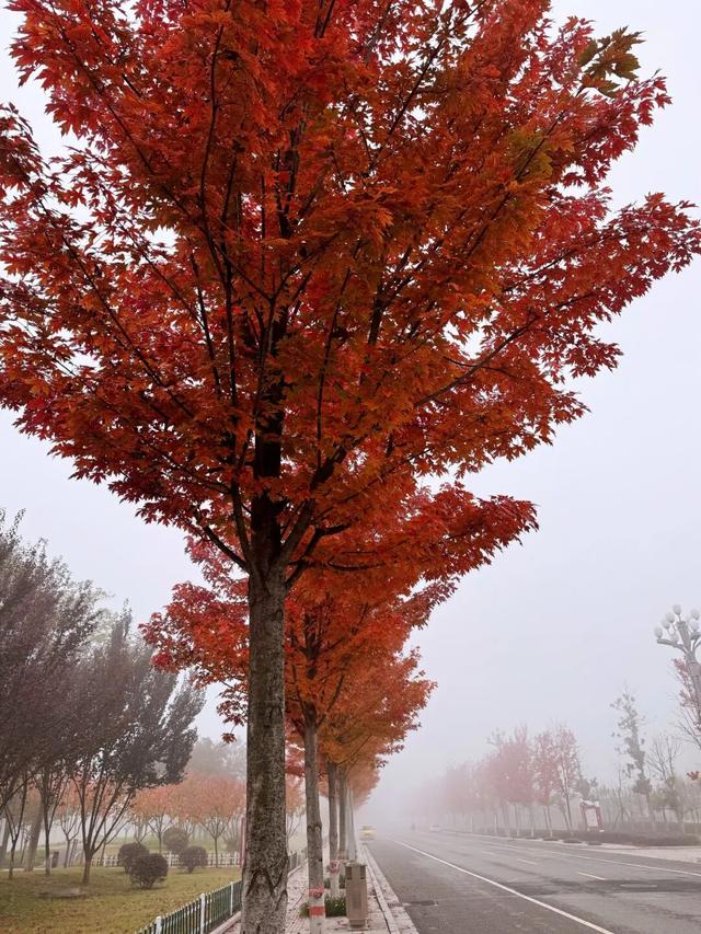 @所有泌阳人：十月末，赴一场县文化中心的红枫之约