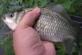 野钓鲫鱼，需要几号的鱼钩合适？用对鱼钩会让你渔获翻倍图片