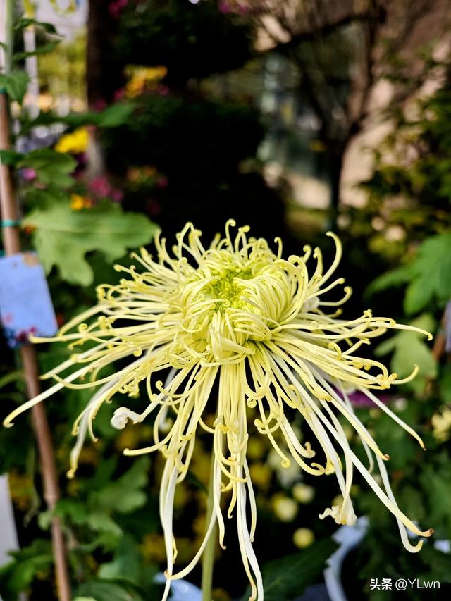 拱墅区菊花展分会场,无需预约无需门票,逛桥西历史直接赏菊花